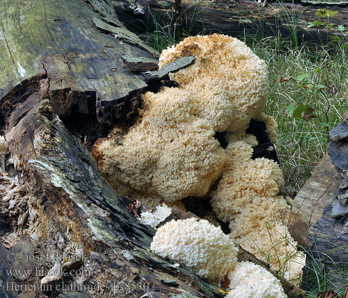 Hericium clathroides ramosum coralloides Coral tooth