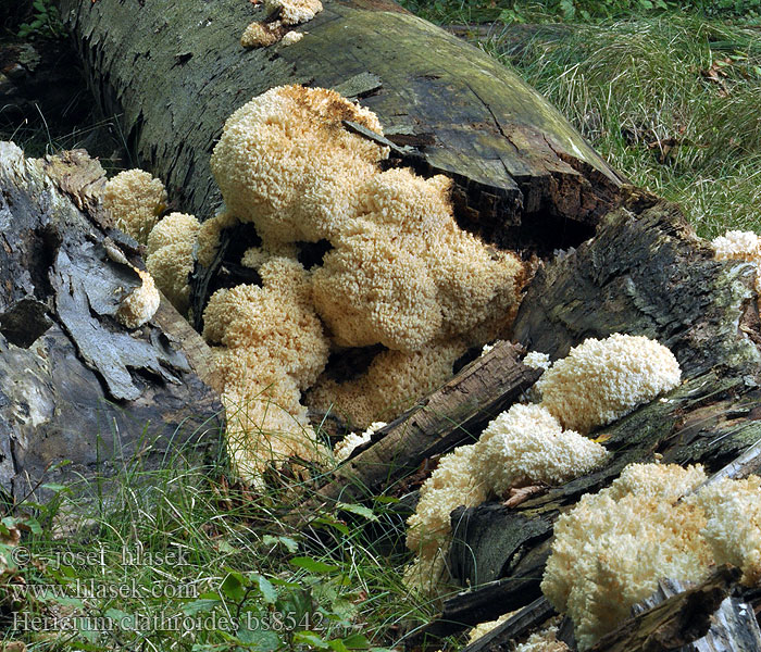 Hericium_clathroides_bs8542