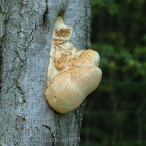 Hericium erinaceus Korálovec ježatý Igelstachelbart