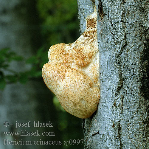 Hericium erinaceus Lion's Mane Monkeyhead Mushroom