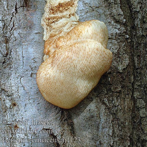 Hericium erinaceus Soplówka jeżowata