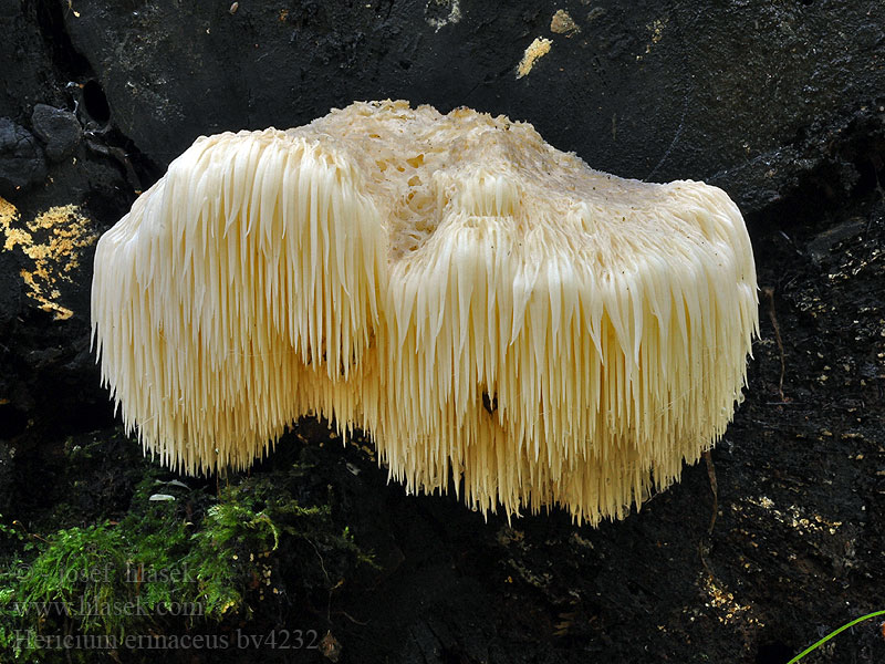 Hericium erinaceus Igelstachelbart Igel-Stachelbart