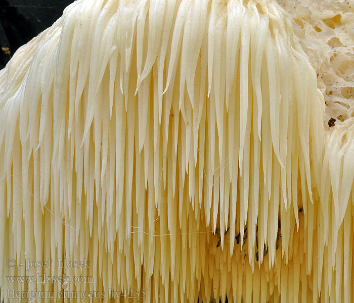 Hericium erinaceus 、ヤマブシタケ 猴头菇 一、概述猴头菇（