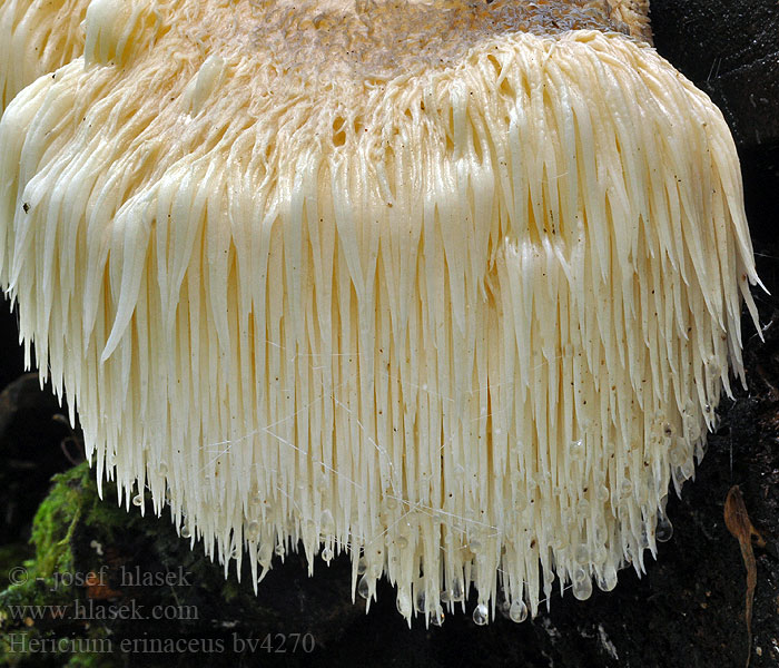 Hericium erinaceus Hydne hérisson Pruikzwam Süngomba