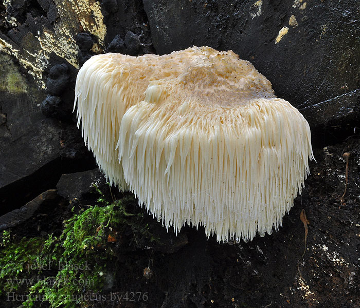 Hericium erinaceus Piggsvinsopp Soplówka jeżowata