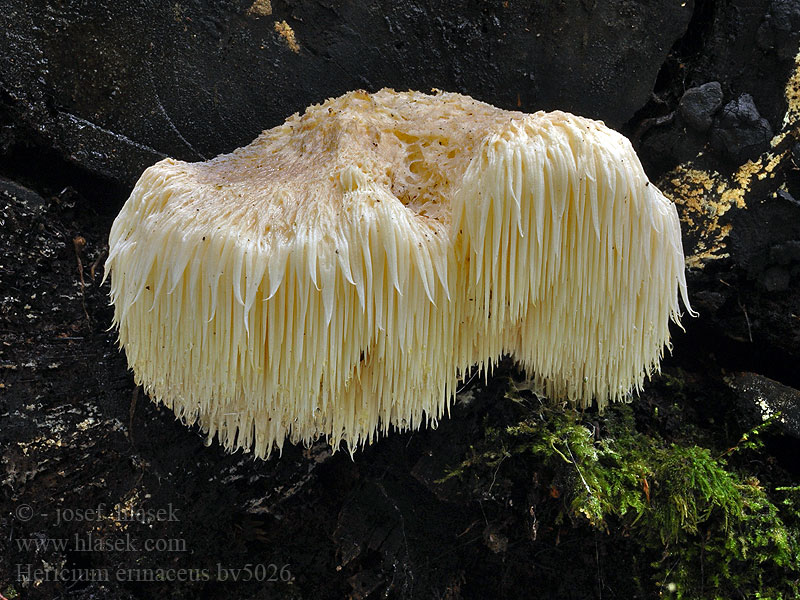 Hericium erinaceus Ямабушитаке гериций решетчатовидный