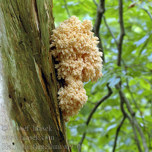 Hericium flagellum alpestre Korálovec jedlový