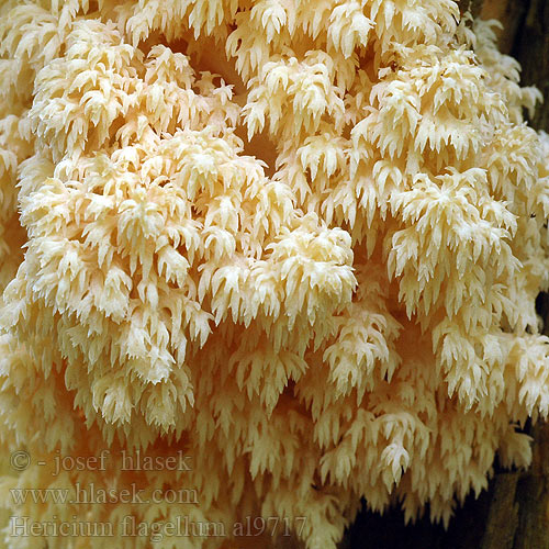 Hericium flagellum al9717