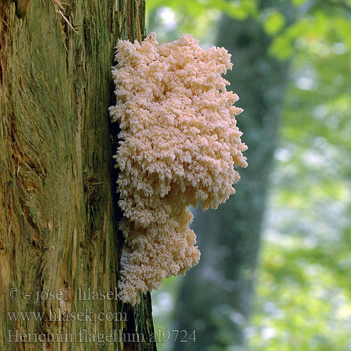 Hericium flagellum al9724