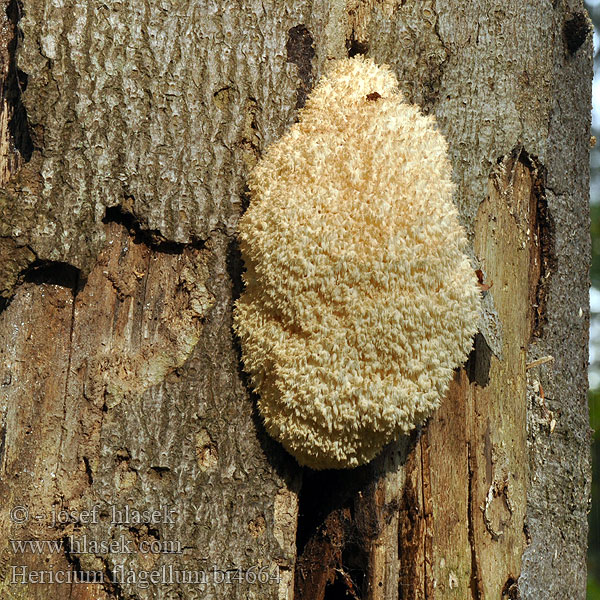 Hericium alpestre flagellum Korálovec jedlový