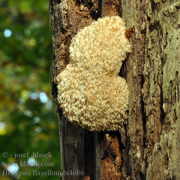 Hericium flagellum be4666