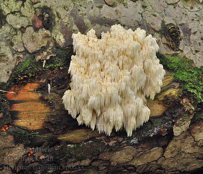 Ежовик альпийский Hericium alpestre flagellum