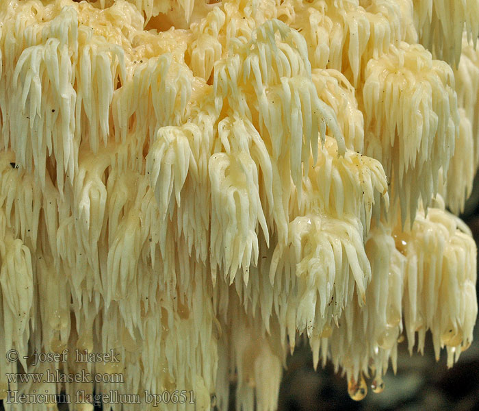 Hericium_flagellum_bp0651