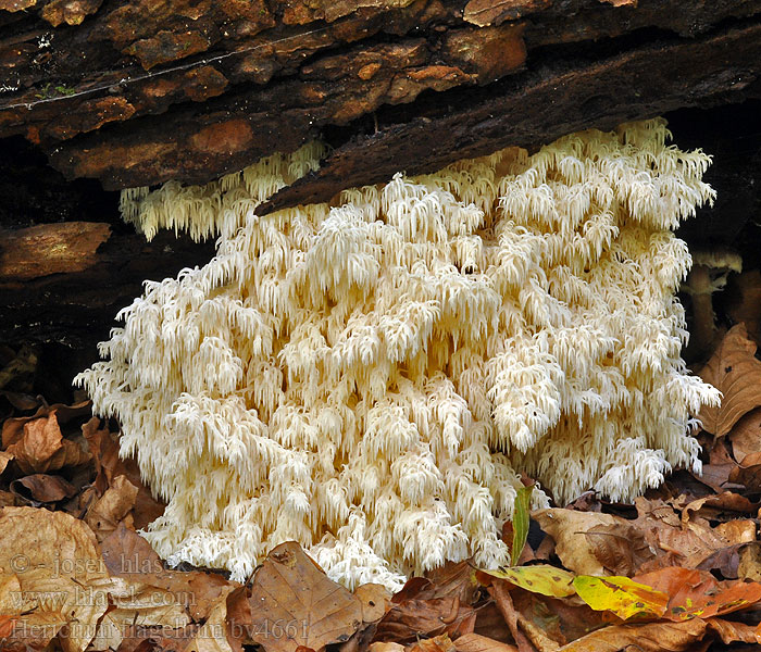 Hericium flagellum Korálovec jedlový