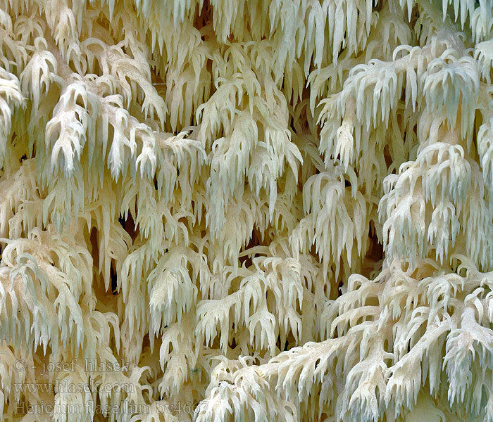 Hericium flagellum Soplówka jodłowa