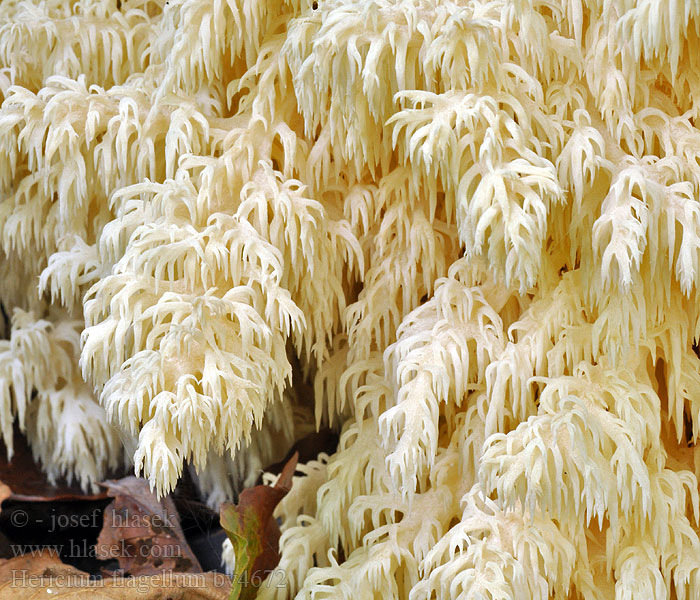 Hericium flagellum Tannen-Stachelbart