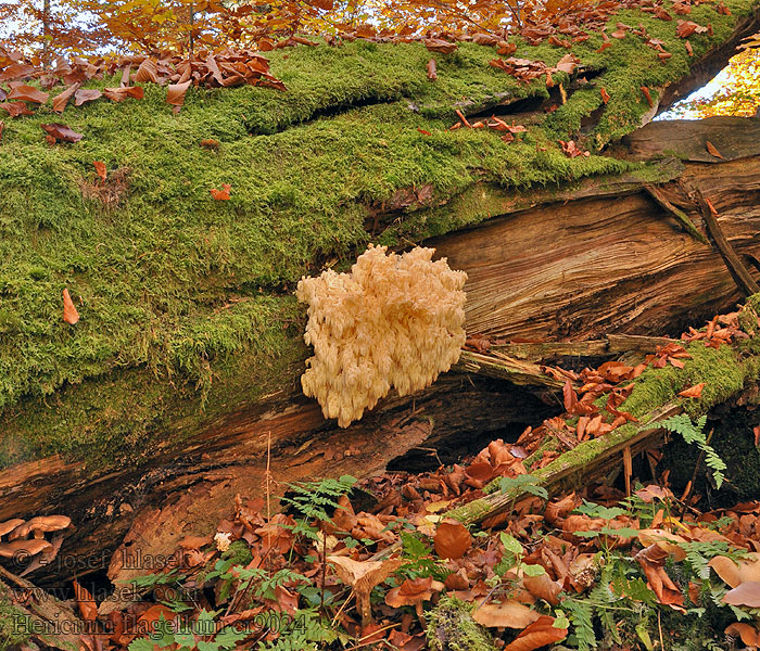 Hericium flagellum