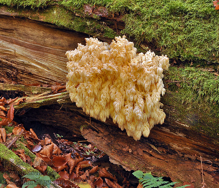 Hericium flagellum