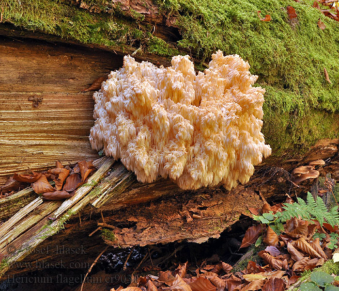 Hericium flagellum