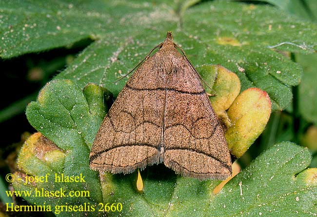 Herminia grisealis Paracolax Small Fan-foot Herminie grise