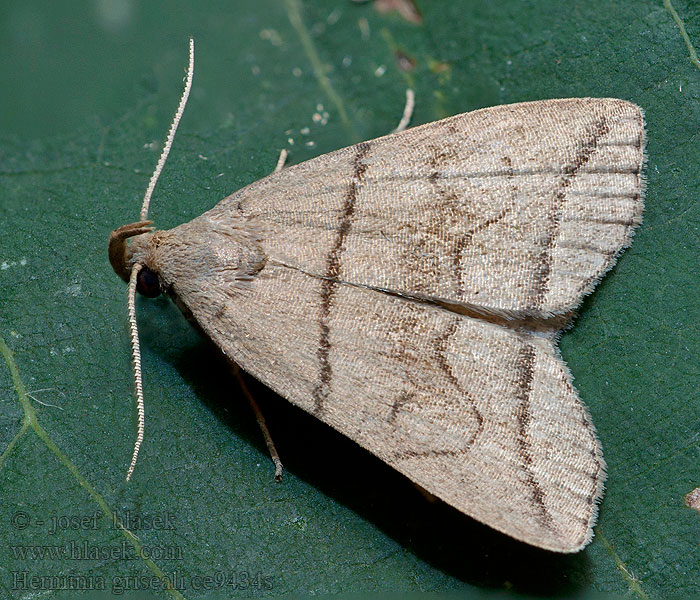 Small Fan-foot Herminia grisealis