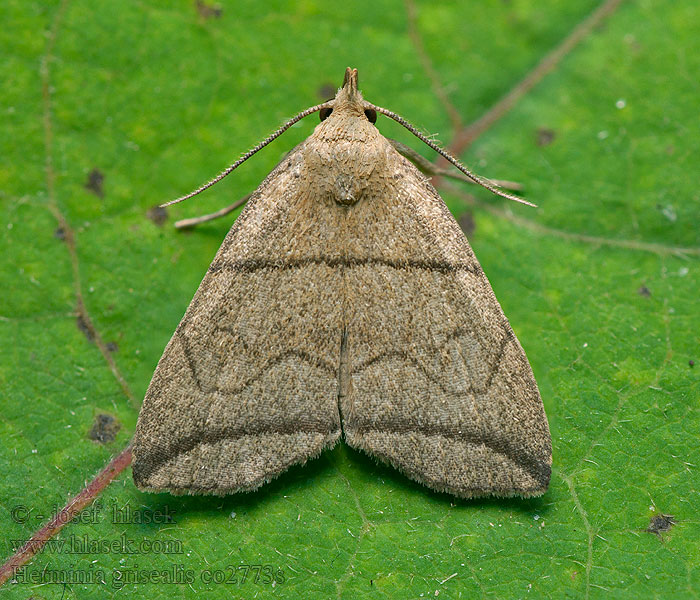 Herminia grisealis