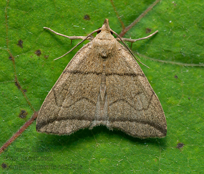 Herminia grisealis