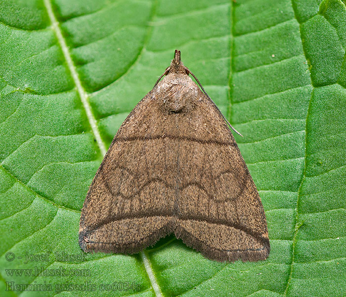 Herminia grisealis