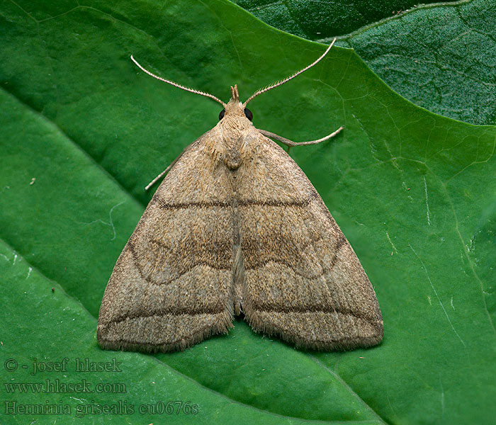 Herminia grisealis