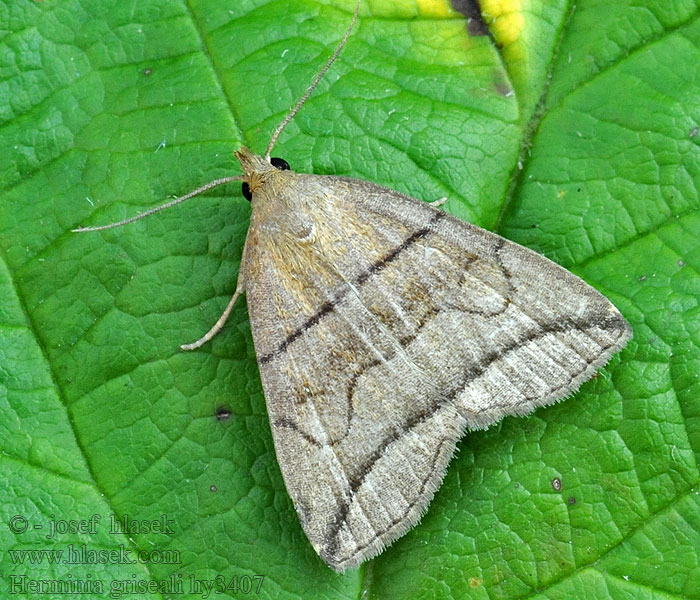 Bogenlinien-Spannereule Herminia grisealis