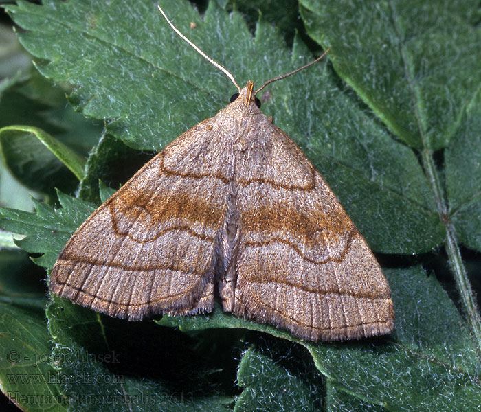 Shaded Fan-foot Herminia tarsicrinalis