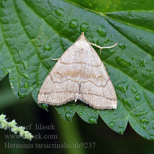 Herminia tarsicrinalis Paracolax Shaded Fan-foot