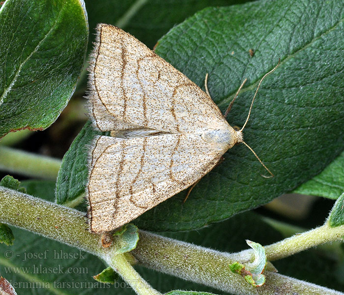 Braungestreifte Spannereule Herminia tarsicrinalis