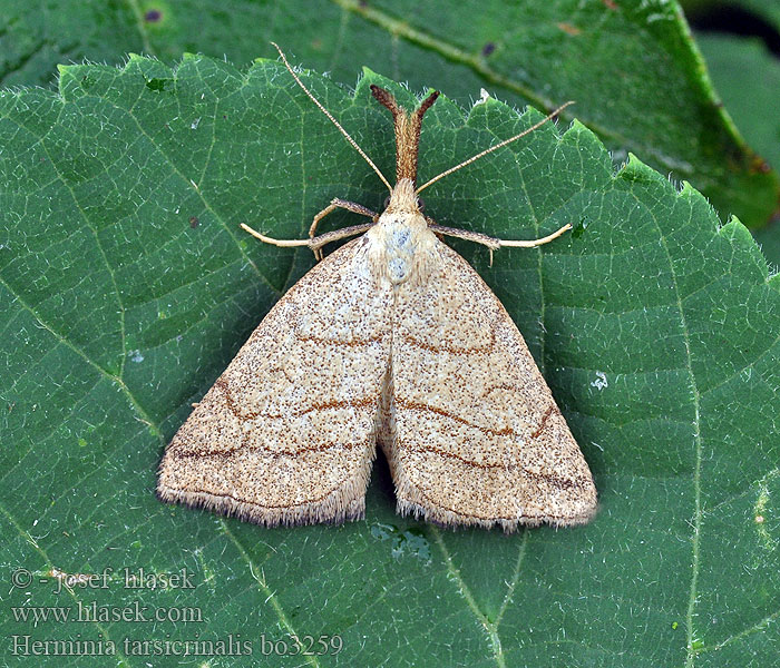 Pamora černicová Herminia tarsicrinalis