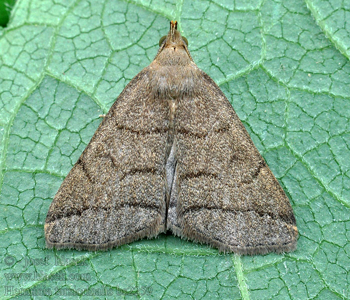 Herminie Ronce Herminia tarsicrinalis