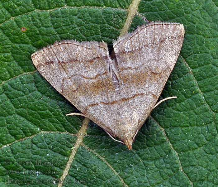 Schaduwsnuituil Fotlöst tofsfly Herminia tarsicrinalis