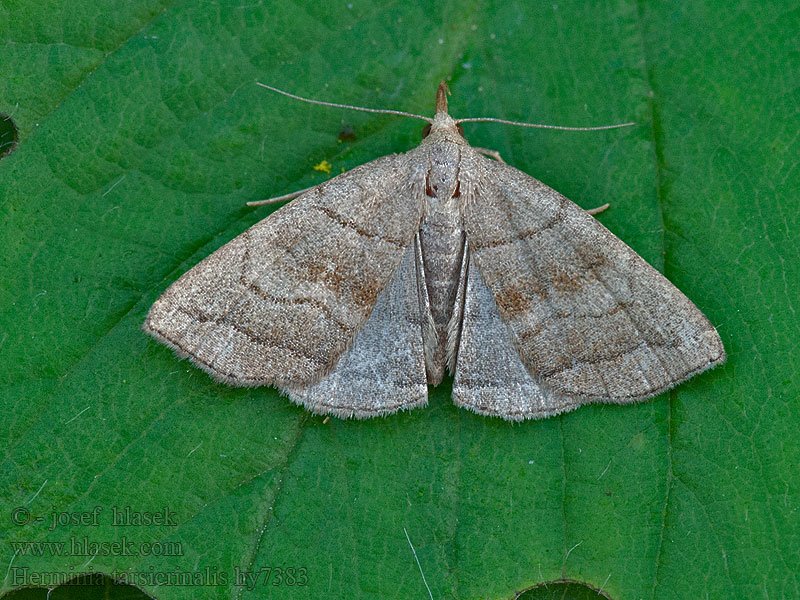 Braungestreifte Spannereule Herminia tarsicrinalis