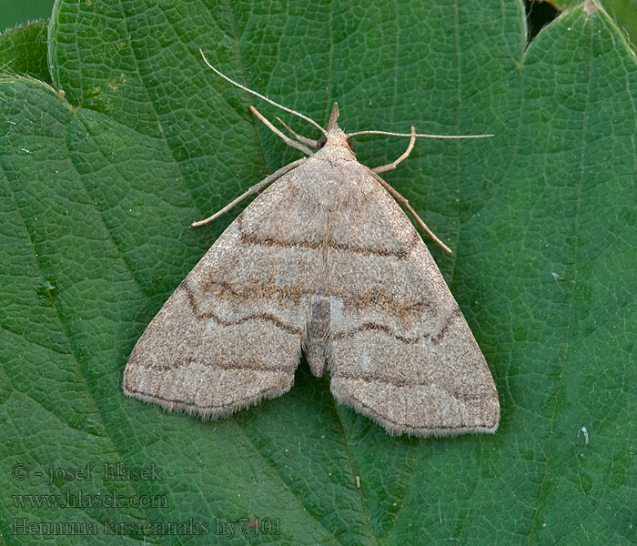 Pamora černicová Herminia tarsicrinalis