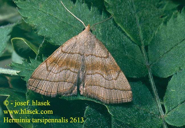 Herminia tarsipennalis Zanclognatha Fan-foot Žlutavka hnědožlutá