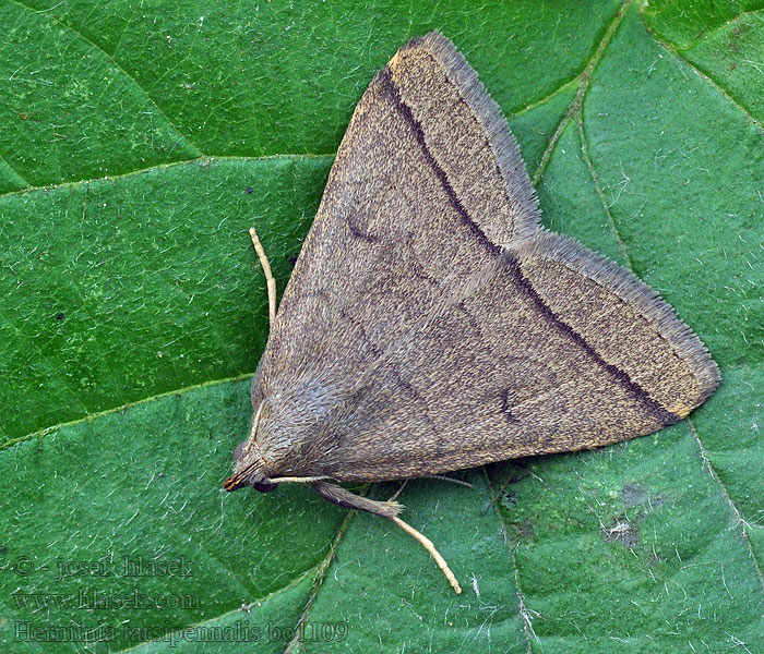 Olivbraune Zünslereule Herminia tarsipennalis