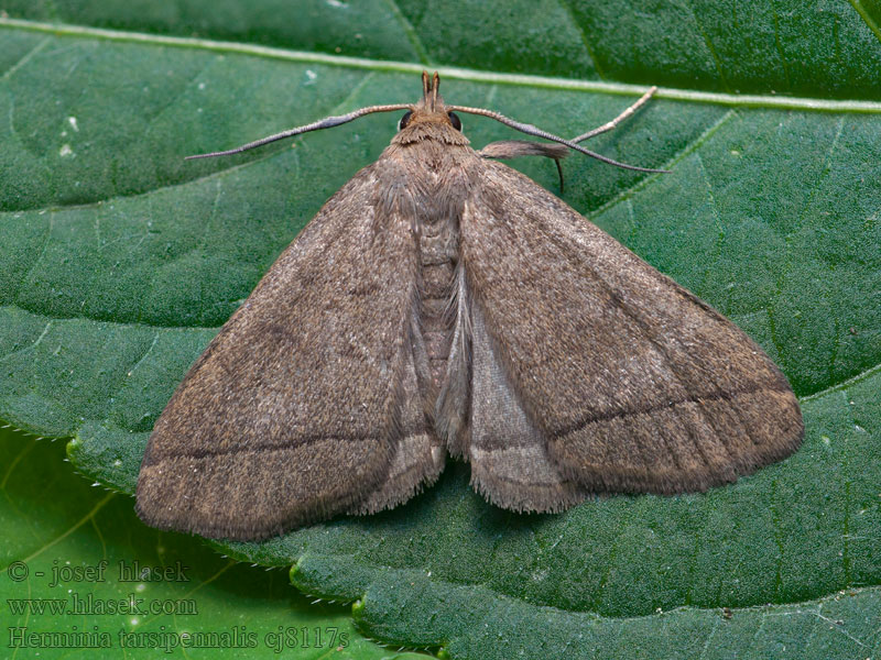 Herminia tarsipennalis