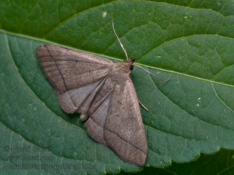 Herminia tarsipennalis