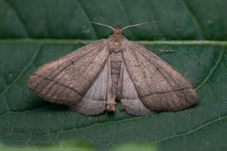 Herminia tarsipennalis