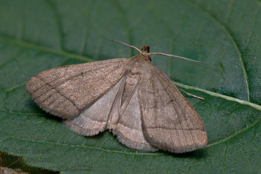 Herminia tarsipennalis