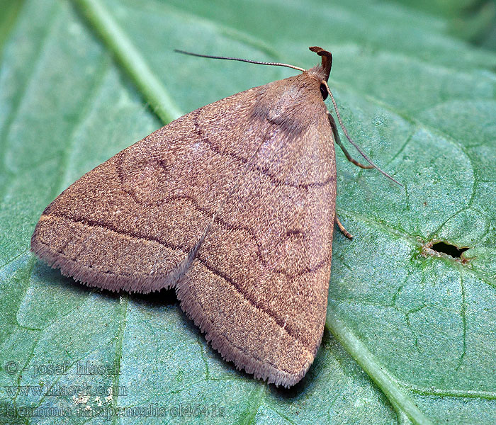 Herminia tarsipennalis