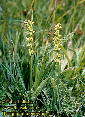 Herminium monorchis Musk orchid Pukkellæbe