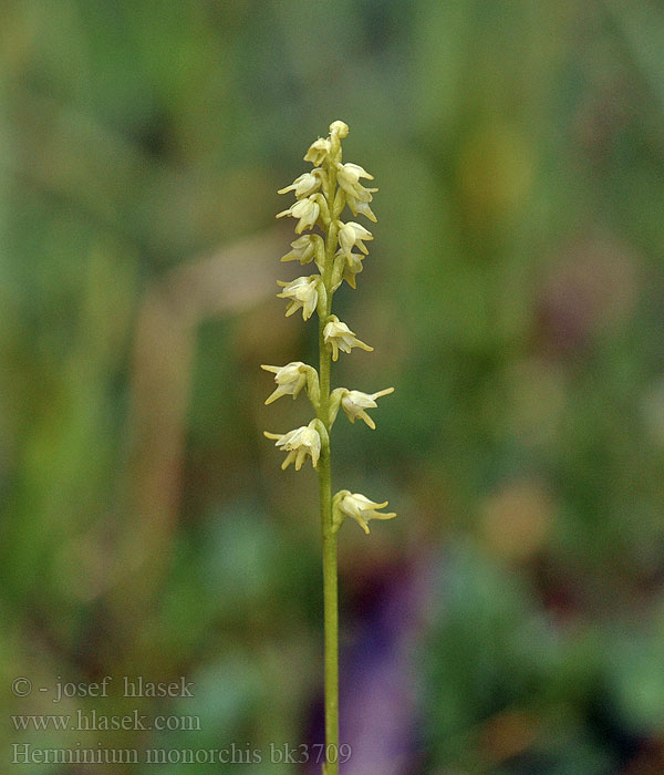 Orchis musc Honingorchis Orchide ad un bulbo Minka