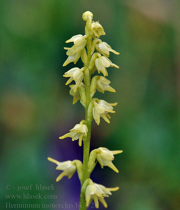 Einorchis Miodokwiat krzyżowy Miodokwiat krzyżowy