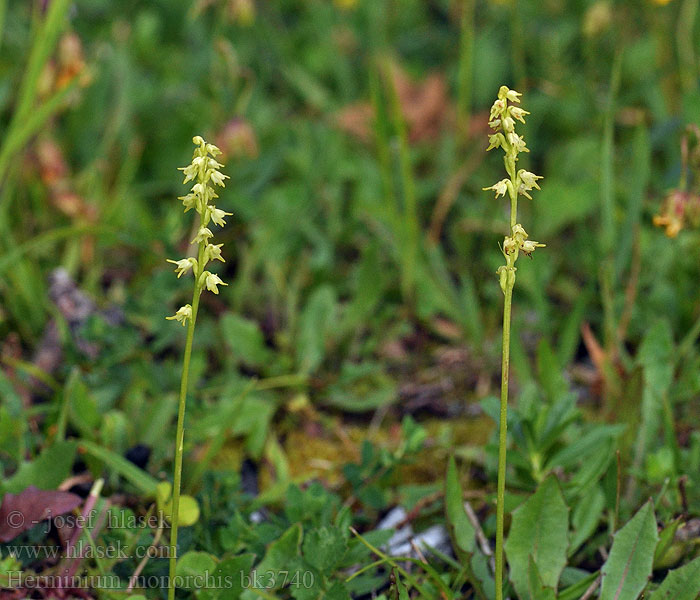 Herminium monorchis Toříček jednohlízný Honungsblomster