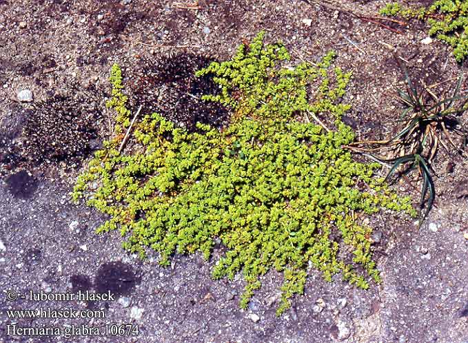 Herniaria glabra Smooth rupturewort Glabrouse ruptur-wort Herniary